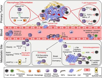 Neutrophils: Orchestrators of the Malignant Phenotype